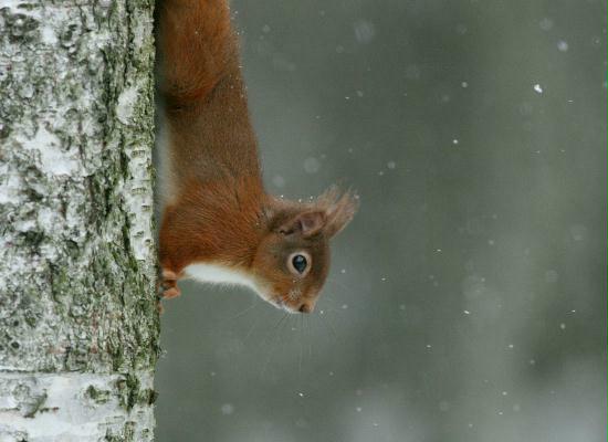 Red Squirrel <i>Sciurus vulgaris</i>